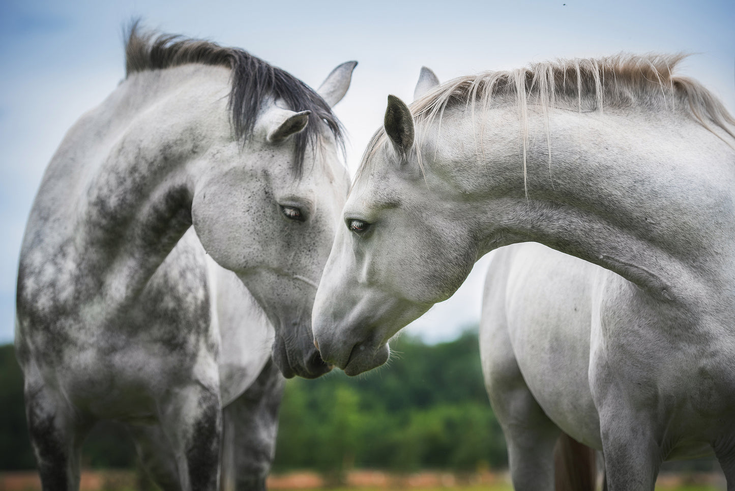 Holiday Care Horse Agistment